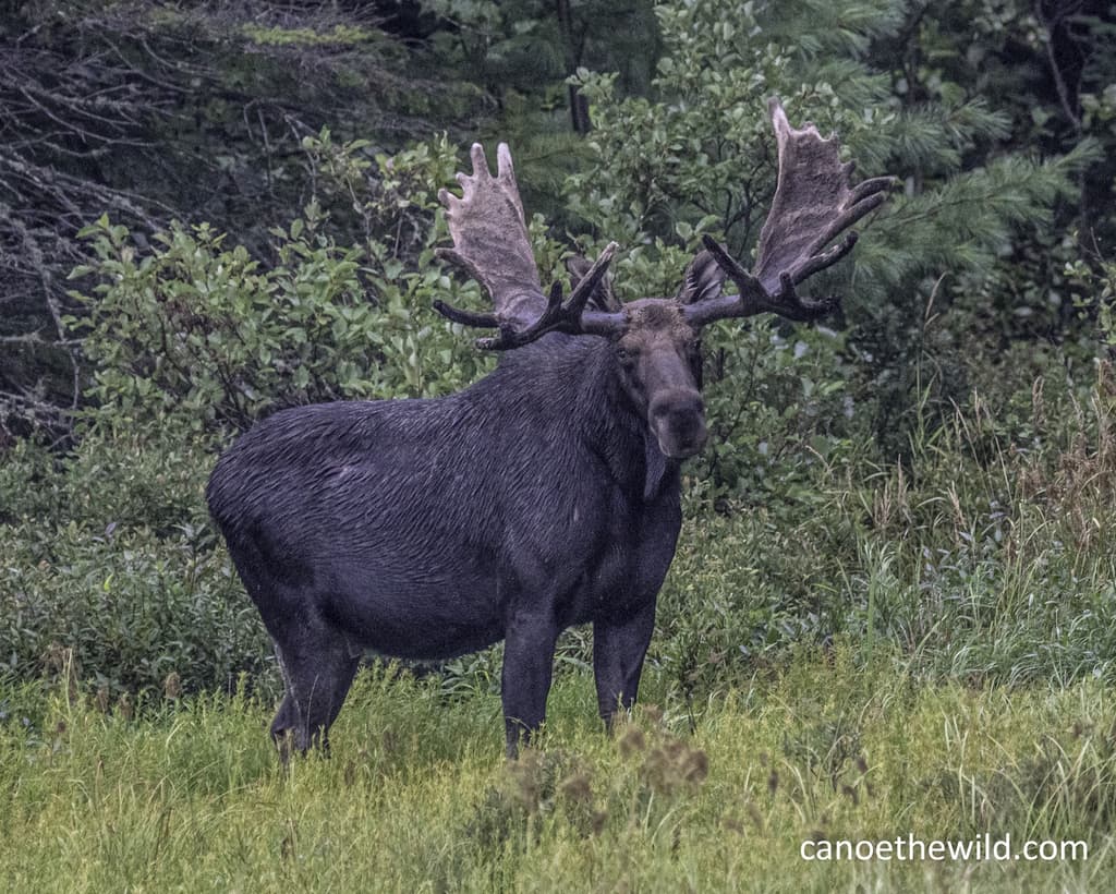 bull moose photo by canoethewild's Dave Conley